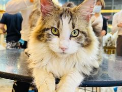 -more than meow吴止猫主题餐厅(承德 中船汇店)