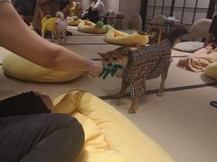 -逗柴咖啡屋·狗咖猫咖宠物桌游