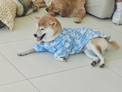 -怪兽屋·羊驼·猫咖·狗咖(俊华广场店)