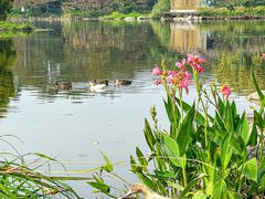 -海珠湖公园