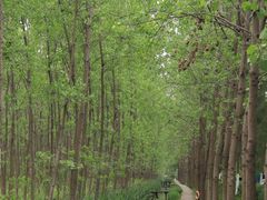 -合肥滨湖国家森林公园