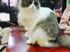 -李小姐の猫咖啡馆(五角场店)