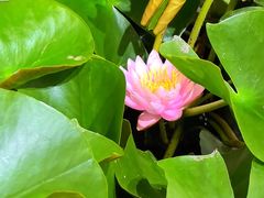 -杭州植物园