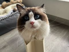 -艾贝尔宠物医院·24H转诊中心·肿瘤猫专科(江宁双龙店)
