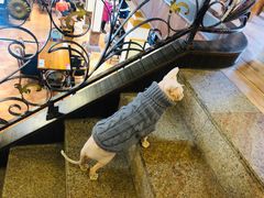 -more than meow吴止猫主题餐厅(承德 中船汇店)