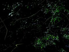 -青山公园萤火虫科普展