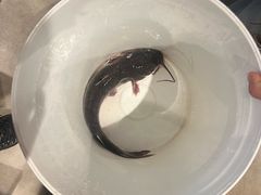 -滇香肴·云南菜蒸汽石锅鱼(云南北路店)