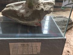 -中国第四纪冰川遗迹陈列馆