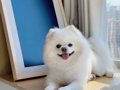 -momokira米努特·德文卷毛猫·棉花面纱犬