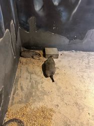 -酷嗒动物文化乐园(cutezoo西溪乐天城店)