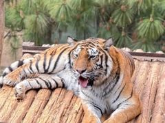 -云南野生动物园