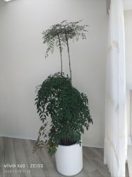-HEYAN荷妍专业脱毛连锁机构