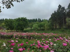-东平国家森林公园