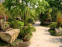 竹子-望江楼公园