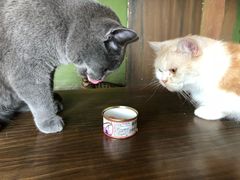 -猫猫幼稚园·撸猫·桌游·电玩