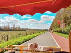 -上海长兴岛郊野公园