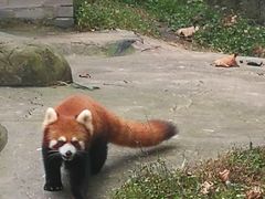 -都江堰中华大熊猫苑
