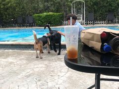 -汪说喵讲宠物乐园宠物酒店(红星美凯龙店)