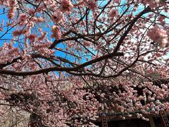 -桃花堤公园