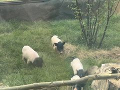 -大连森林动物园