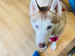 -Husky Go! 哈士奇体验馆·宠物咖啡厅狗咖