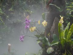 -呀诺达热带雨林