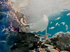 -海合安成都极地海洋公园