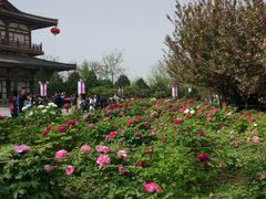 -西安青龙寺遗址景区