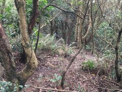 -梧桐山风景名胜区