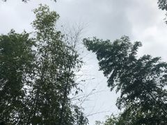 -宁波浙东大竹海景区