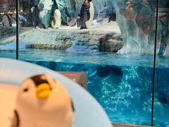 -帝企鹅自助餐厅•儿童岛•真企鹅(长隆企鹅酒店)