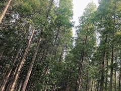 -黄海国家森林公园