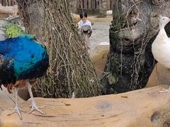 -西双版纳傣族园