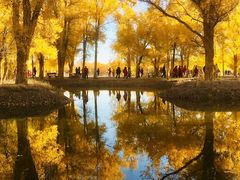 -金塔沙漠胡杨林景区