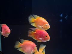 -海合安天津极地海洋公园