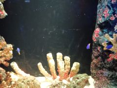 -暹罗海洋世界