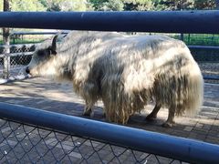 -长白岛森林公园