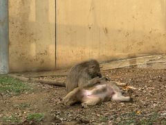 -合肥野生动物园