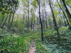 -南山植物园