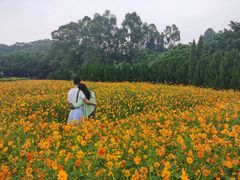 -南沙蒲洲花园