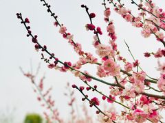 -蜀冈西峰生态公园