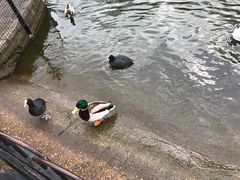 -海德公园