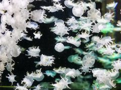 -太平洋海底世界