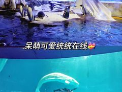-海合安青岛极地海洋公园