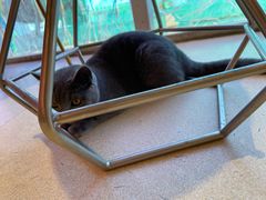 -藏猫猫咖啡主题馆(中央大道店)