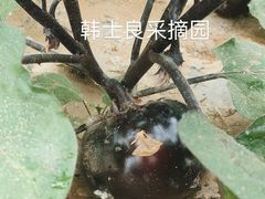 -韩士良采摘园