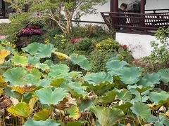 -上海醉白池公园