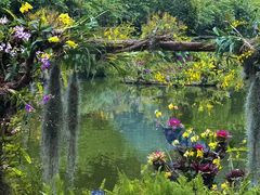 -深圳仙湖植物园