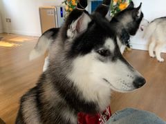 -Husky Go! 哈士奇体验馆·宠物咖啡厅狗咖