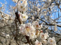 -广州市流溪河国家森林公园